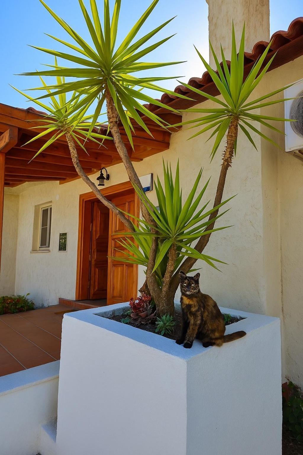 Villa Cedrus Akyaka  Esterno foto